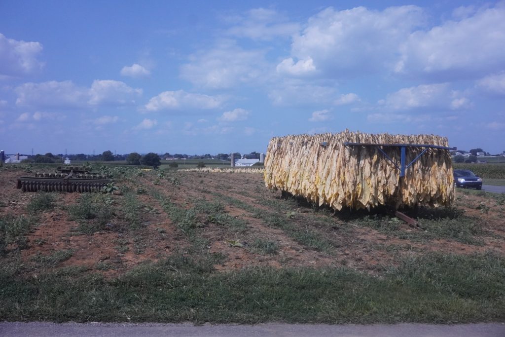 agricoltura amish